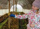 Липецкий фермер на средства «Агростартапа» создает ореховый питомник